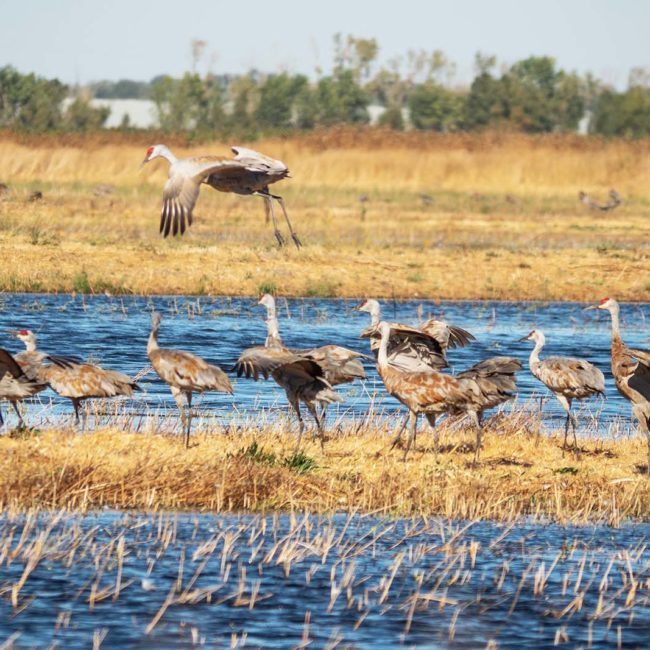 About The Festival Lodi Sandhill Crane Association