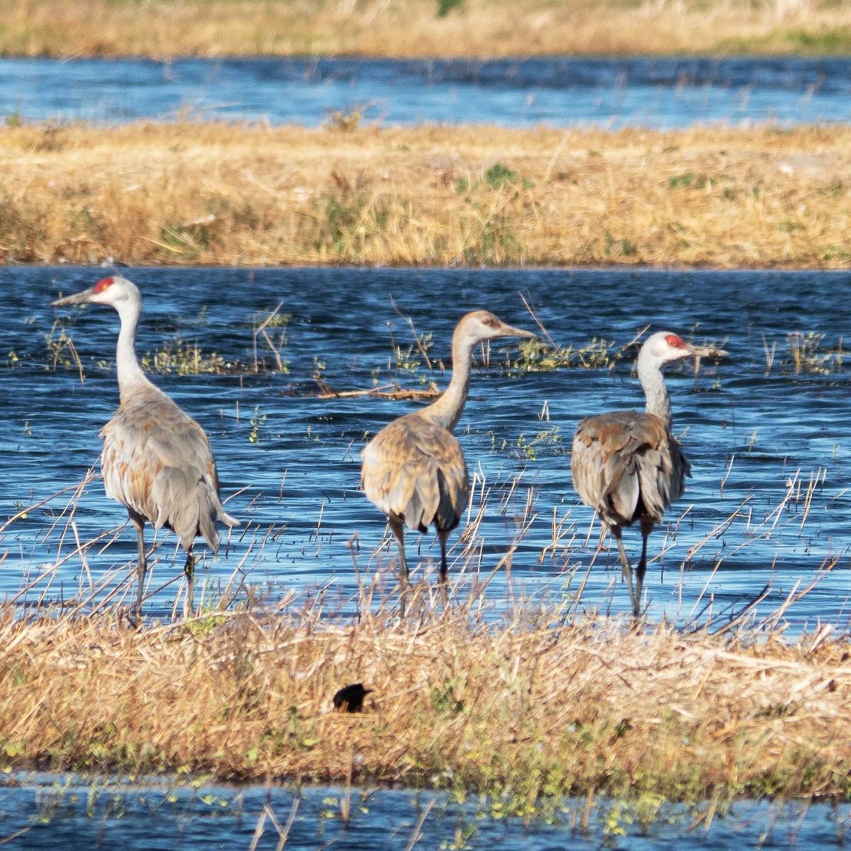 About The Festival Lodi Sandhill Crane Association