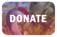 Lodi Sandhill Crane Association – Celebrating the Return of the Crane