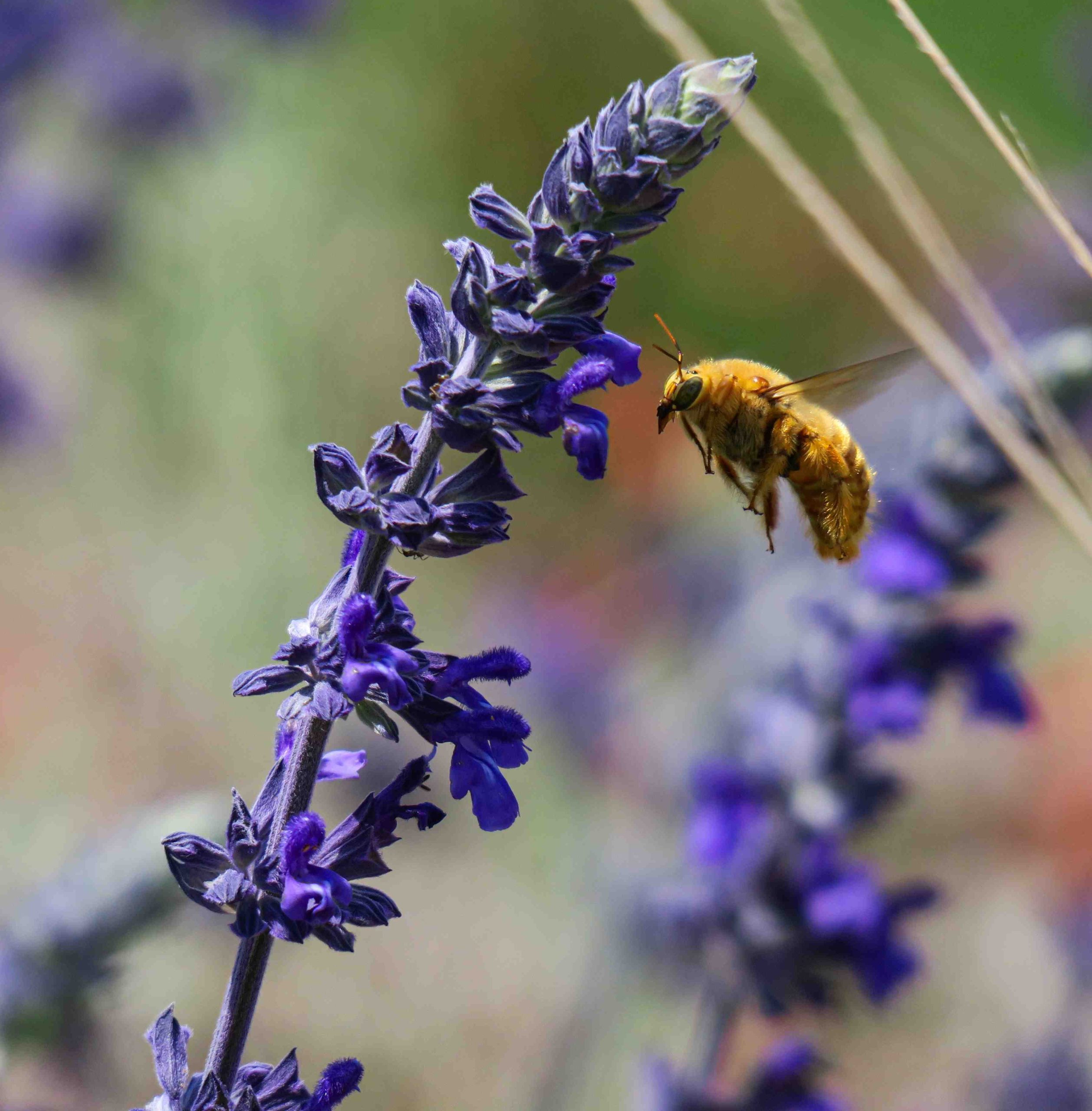 PRESENTATION – Little Flying Jewels: California's Native Bees – November 5,  2023 – Lodi Sandhill Crane Association